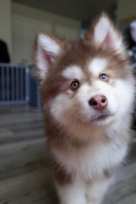 alaskan malamute pronunciation|wooly malamute puppies.